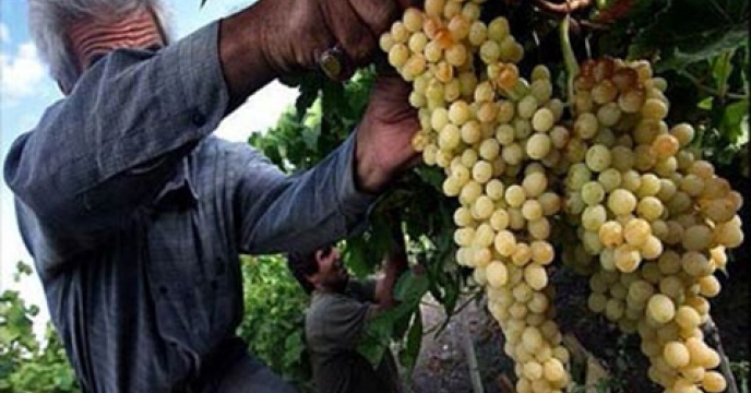 آغاز برداشت انگور از تاکستان‌های خراسان جنوبی