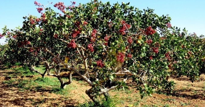 پایش مستمر توزیع کود برای محصول پسته در جعفرآباد استان قم