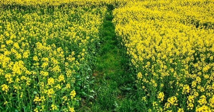 کشت کلزا در شهرستان جعفراباد با حمایت شرکت خدمات حمایتی کشاورزی استان قم