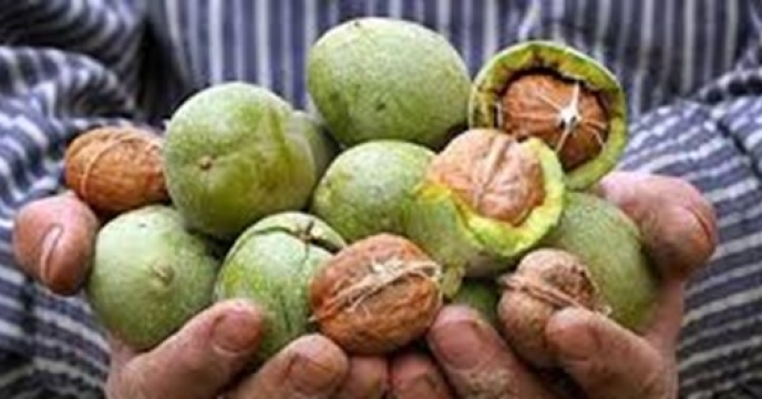 بیش از ۲ هزار تُن گردو از باغات استان ایلام برداشت می شود 