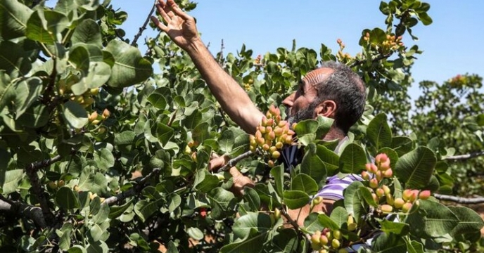 برداشت پسته در سطح ۱۶۲ هکتار از باغات ایلام آغاز شد 