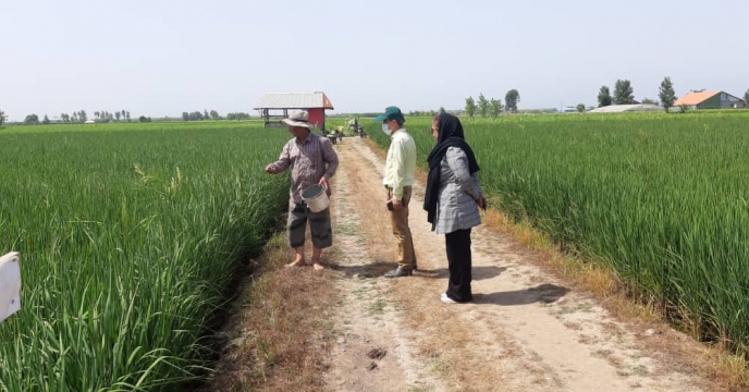 بازدید کارشناس بذر از مزارع پیمانکار شرکت خدمات حمایتی کشاورزی استان گیلان