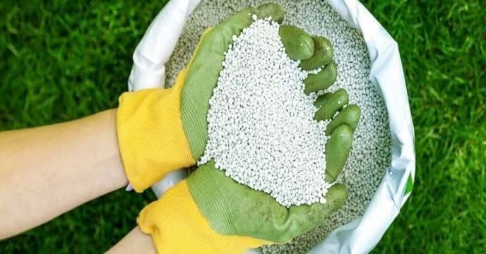 تامین وارسال میزان 1692 تن کود  اوره توسط شرکت خدمات حمایتی کشاورزی به کارگزاران شهرستان ری 