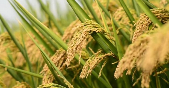 نقش حیاتی کود در کشت برنج در سال زراعی 1403-1404