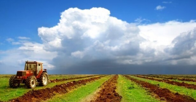 مدیر شرکت خدمات حمایتی کشاورزی استان گلستان : تولید گندم ، متاثر از مدیریت ناکارآمد مزرعه است