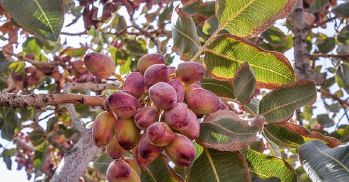 27000هکتار باغ پسته در استان فارس 