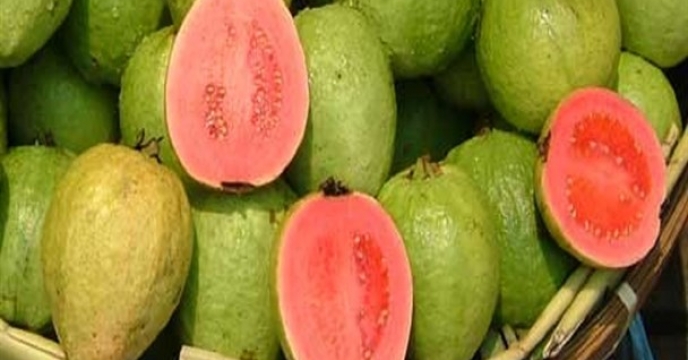 آغاز برداشت میوه گواوا در استان هرمزگان