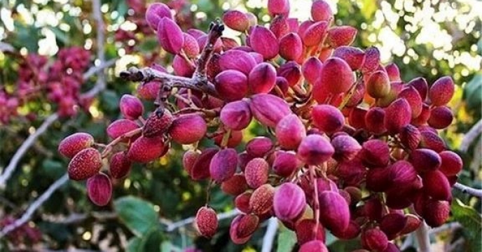 برداشت پسته از ۸۲۰۰ هکتار زمین بارور در شهرستان راوراستان کرمان