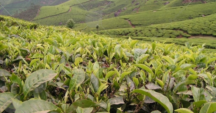 توزیع 2557 تن کودکشاورزی به چاییکاران استان گیلان از ابتدای سال جاری