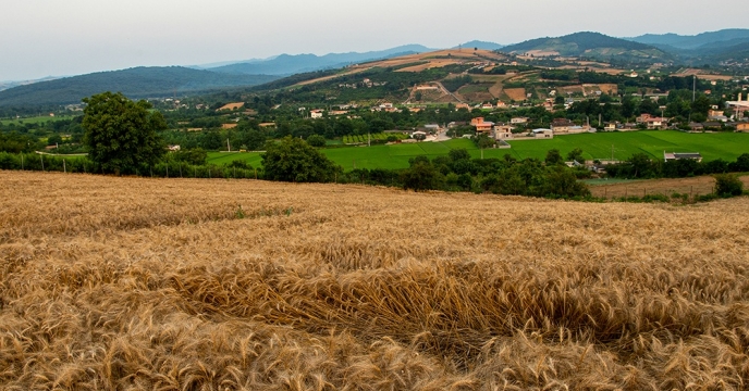 توزیع کود برای توسعه کشت جو در 3 ماهه نخست سال در استان مازندران انجام گردید