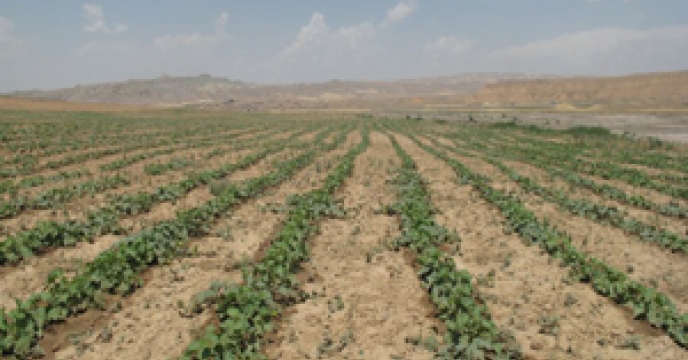 کشت هندوانه شب یلدا در شهرستان میناب استان هرمزگان