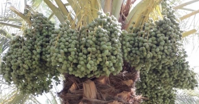 بازدید از نهالستان لاور خورموج و بررسی مرحله عملیات خوشه آرایی