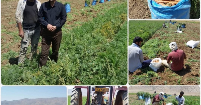 برداشت هویج از 1330 هکتار اراضی اقلید  استان فارس آغاز شد