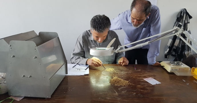 انجام خلوص فیزیکی بذر برنج استان گیلان