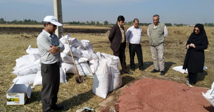 آغاز عملیات کاشت مزرعه گندم طرح الگویی پایلوت تغذیه گیاهی استان  کرمانشاه