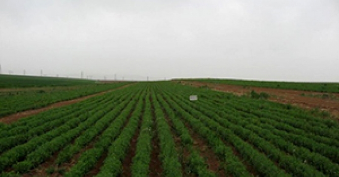 کشاورزان  نخود کار گلستانی می توانند جهت تامین کود های پرمصرف و ریز مغذی  مورد نیاز به کارگزاری کود در سطح استان مراجعه نمایند