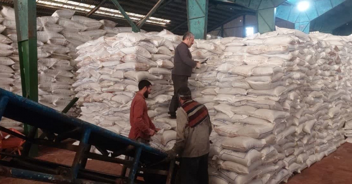 تامین بیش از 200 تن کود کشاورزی فسفات در انبار شهرستان رضوانشهر در اسفند ماهه سال 1403