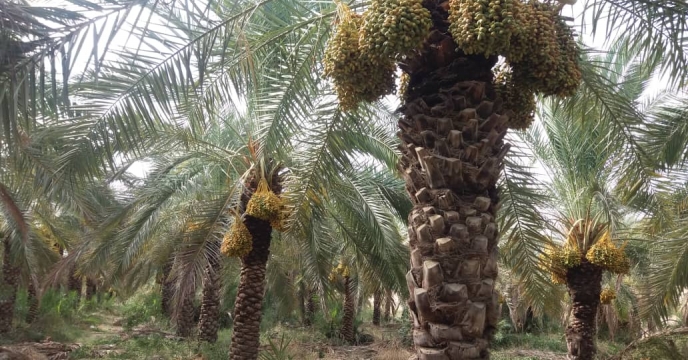 بازدید از پایان عملیات خوشه آرایی نخیلات نهالستان لاور شرقی خورموج