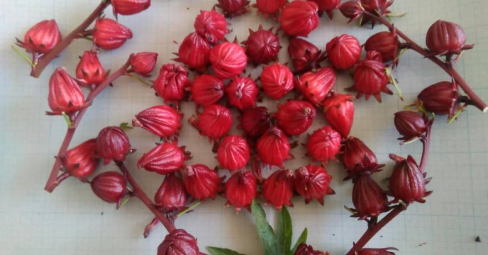 شروع عملیات برداشت وسیع ترین مزرعه چای ترش نی ریز استان فارس 