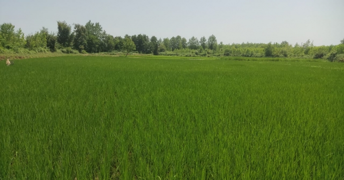 بازدید کارشناس بذر از مزارع پیمانکار شرکت خدمات حمایتی کشاورزی استان گیلان