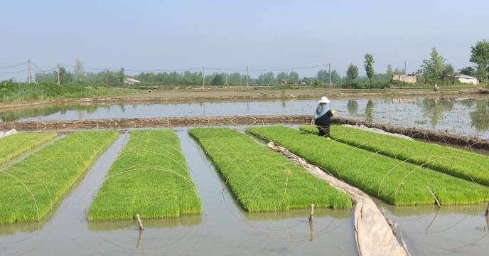 نظارت برآماده سازی و پرورش نشاء های استاندارد در شرکت خدمات حمایتی کشاورزی استان گیلان