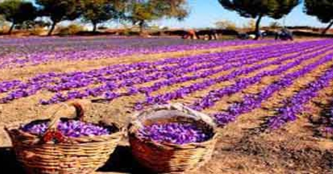تامین کود مورد نیاز مزارع زعفران در استان اصفهان