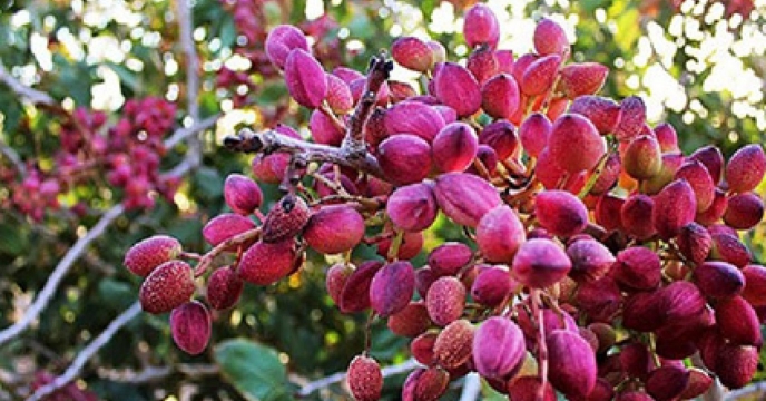 تأمین و توزیع بیش از 930 تن نهاده کشاورزی برای باغات پسته استان قزوین