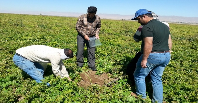 نمونه برداری از مزرعه پایلوت تغذیه گیاهی استان زنجان