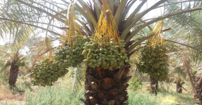 بازدید از عملیات خوشه آرایی نخیلات نهالستان لاور شرقی خورموج