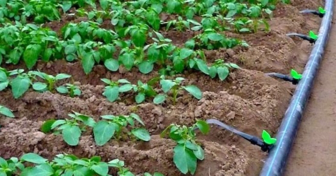 برداشت یونجه در شهرستان ساوجبلاغ