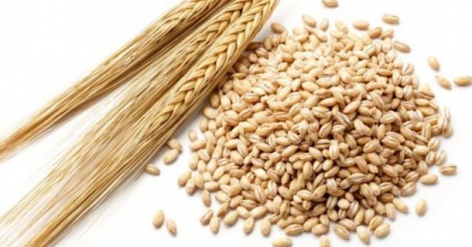 پیشتازی شهرستان بوئین زهرا در دریافت نهاده های کشاورزی برای کشت جو در استان قزوین