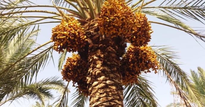 بازدید از نخیلات نهالستان لاور شرقی - خورموج 