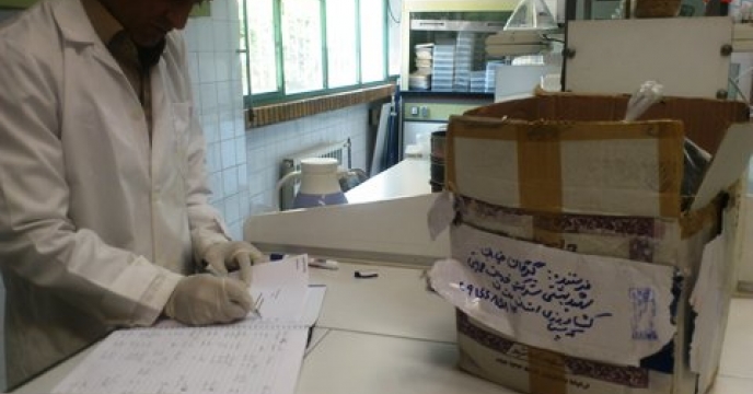 دریافت 4 بسته نمونه بذور گندم طرح پایلوت تغذیه گیاهی ارسالی از استان گلستان 