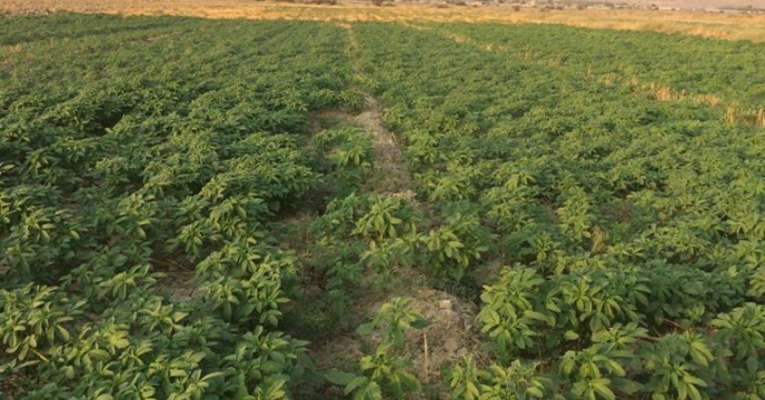 بازدید از مزارع کنجد شهرستان دشتستان 