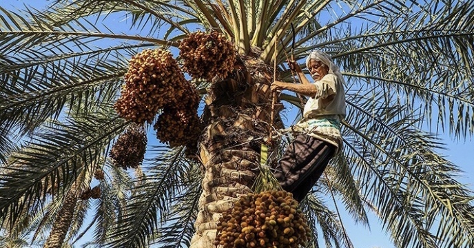 پيش بينى افزایش تولید خرما در استان بوشهر 