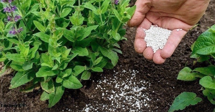 توزیع الکترونیکی کود برای کشاورزان شهرستان بمپور استان سیستان وبلوچستان ، گامی مهم در توسعه پایدار کشاورزی 