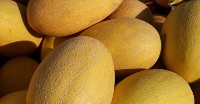 پیش بینی تولید ۹ هزار تن خربزه در گلستان