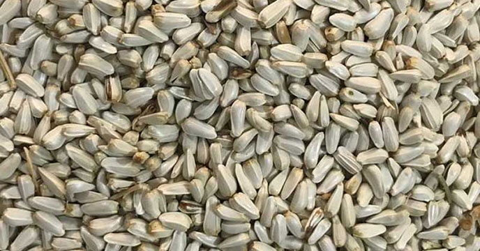 ارسال بذر گلرنگ به استان اصفهان از شرکت خدمات حمایتی کشاورزی استان همدان