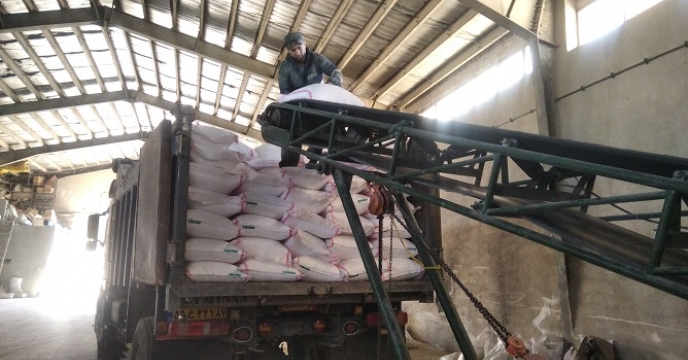 تامین و توزیع 342 تن کود پتاس در شهرستان ابهر توسط شرکت خدمات حمایتی کشاورزی استان زنجان