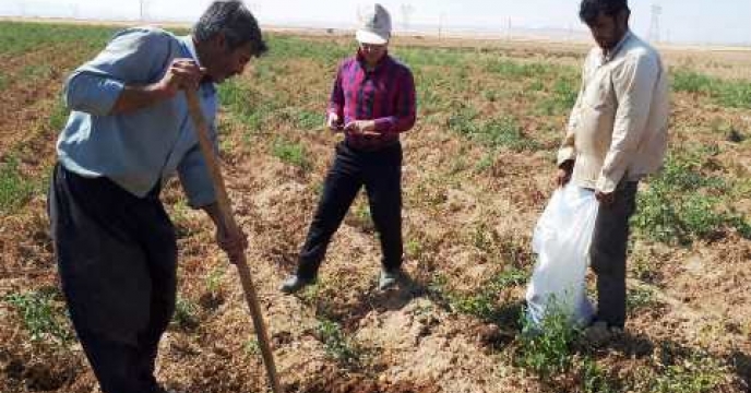 نمونه برداری از خاک مزرعه منتخب واقع در شهرستان بهار استان همدان 