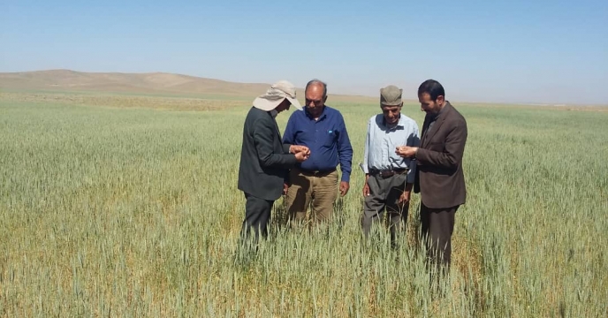بازدید مدیرشرکت خدمات حمایتی کشاورزی استان به همراه آقای دکتر هاشمی نماینده موسسه بذر ونهال استان چهارمحال وبختیاری از مزارع شهرستان بروجن  