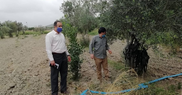 مراقبت و نگهداری از سطع نهال های کشت در انبار سازمانی گرگان