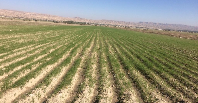 بازدید مدیر شرکت خدمات حمایتی کشاورزی استان بوشهر از مزارع سبز محصول دانه سیاه شهرستان دشتستان