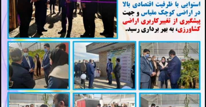 بهره برداری از اولین گلخانه تولید پاپایا توسط استاندار البرز 