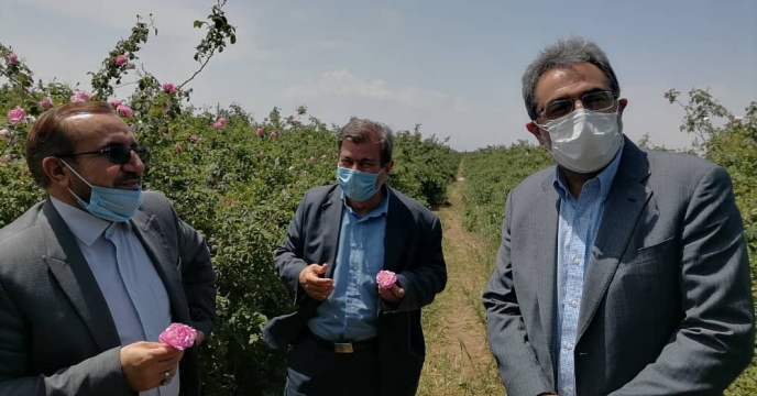 بازدید از مراحل برداشت و استحصال گلاب