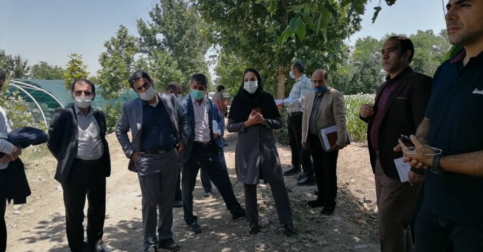 بازدید علمی مدیران جهادکشاورزی استان البرز از مزارع تولید بذر 