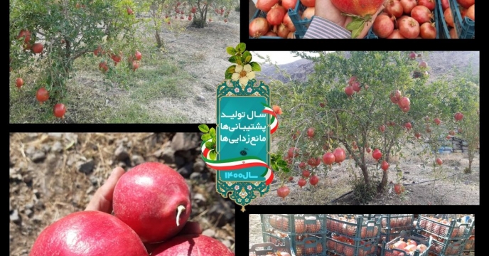 آغاز برداشت انار در شهرستان طالقان