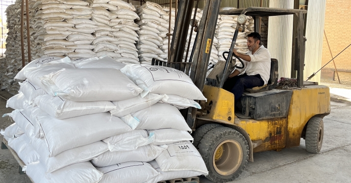   بوجاری 174500 کیلوگرم گندم سیروان در استان قزوین