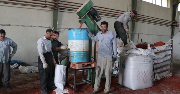کیسه گیری نیمه  مکانیزه کود شیمیایی کلرور پتاسیم در آذربایجان غربی