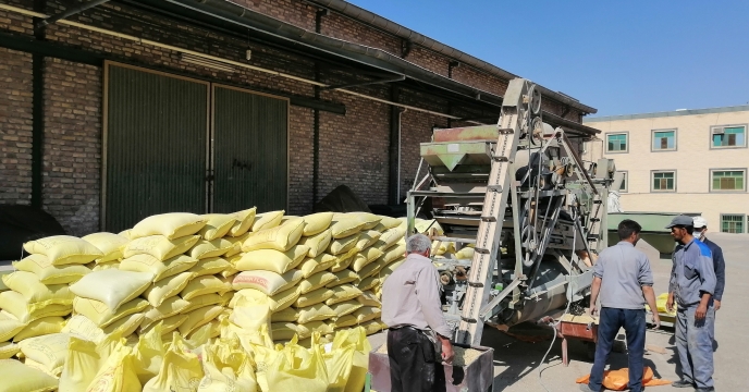 انجام عملیات بوجاری بذر جو دراستان کرمان